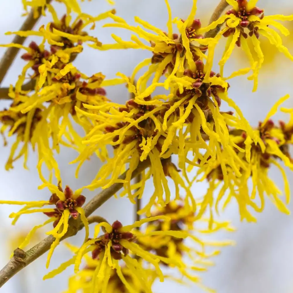 yellow blossom of a wild witch hazel