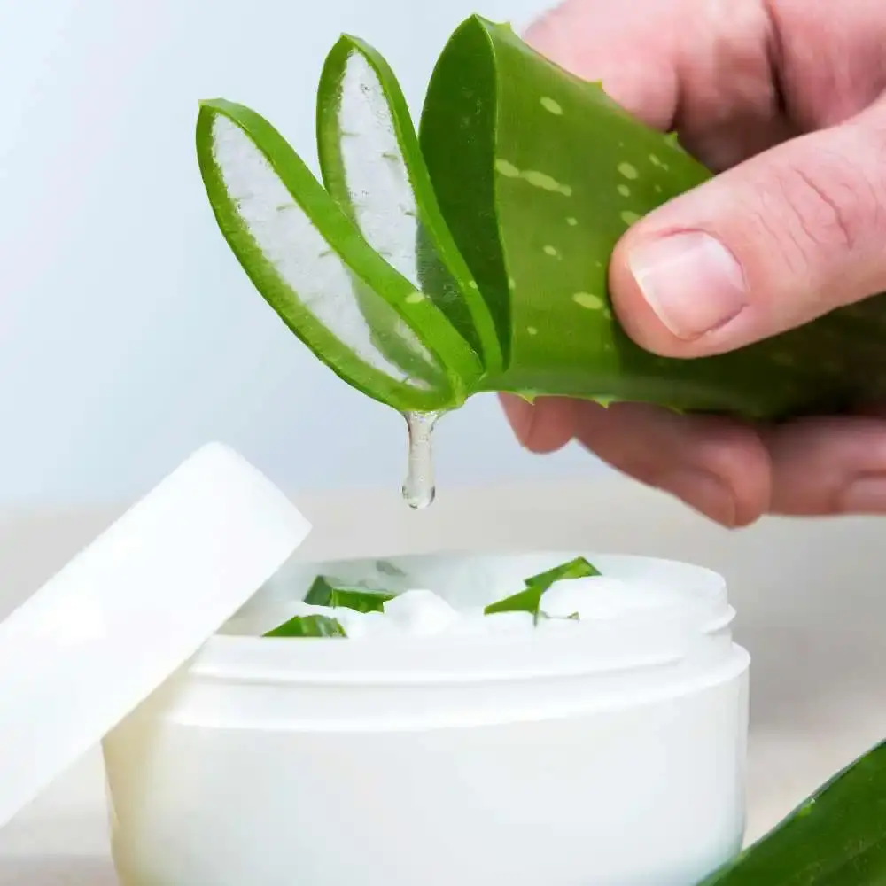 extracting aloe vera