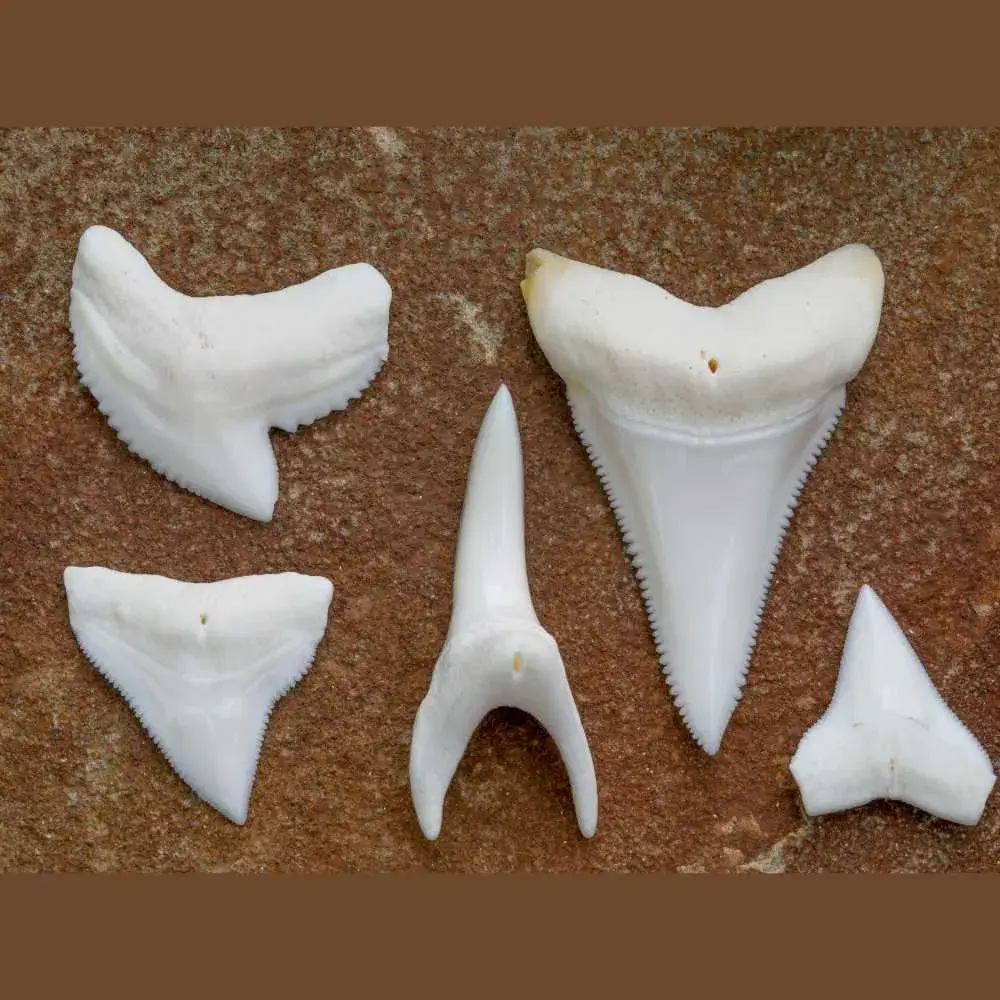 white shark teeth