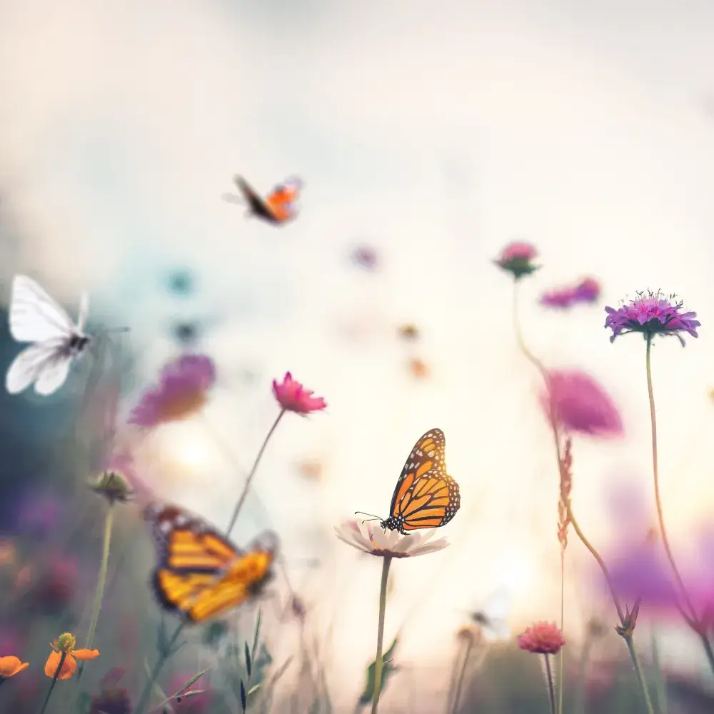 butterflies and colorful flowers